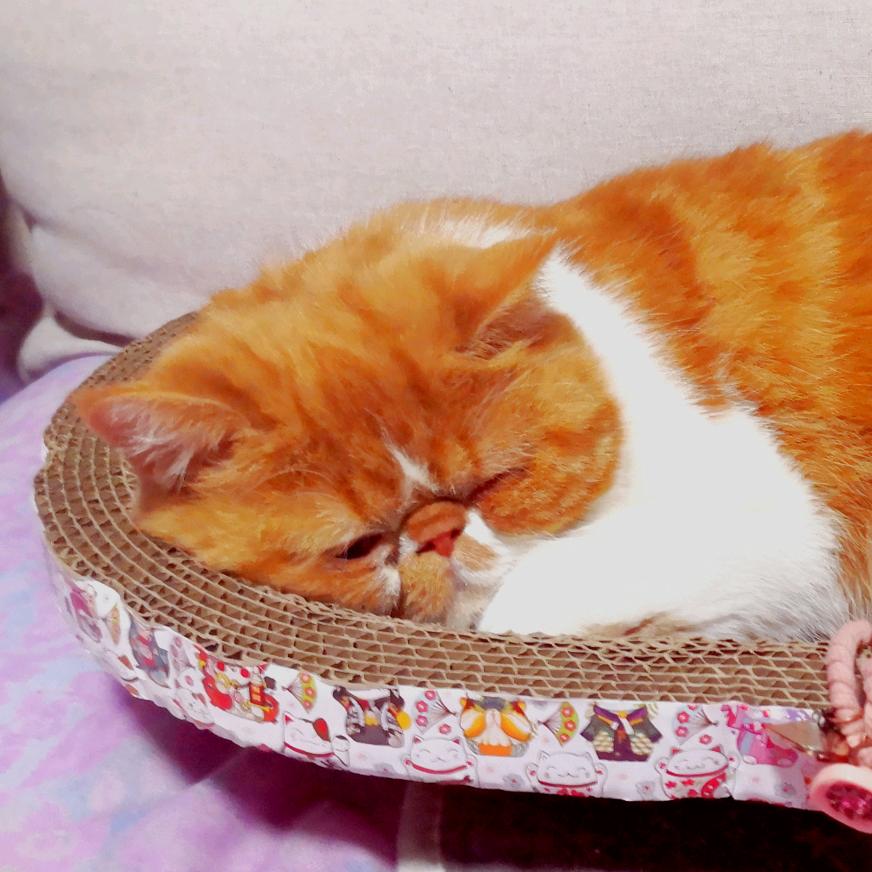 小猫咪大饼姐姐头像