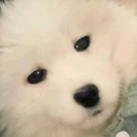 小王籽