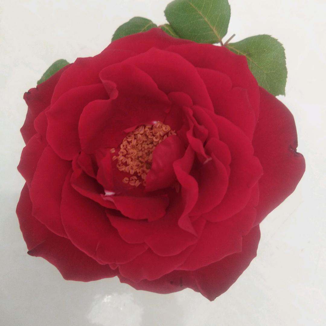淡淡的菊香