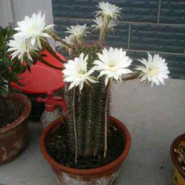 一路芬芳