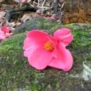 如花似玉