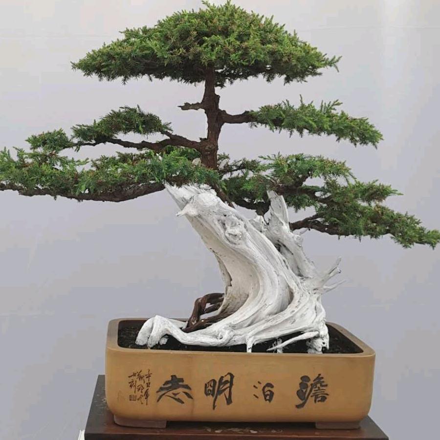行者盆景