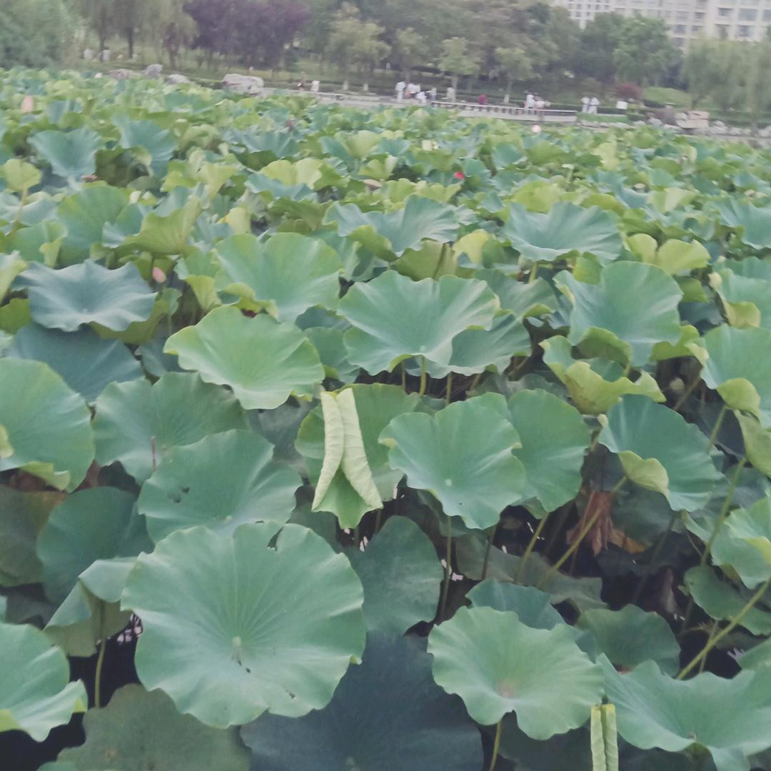 管支架
