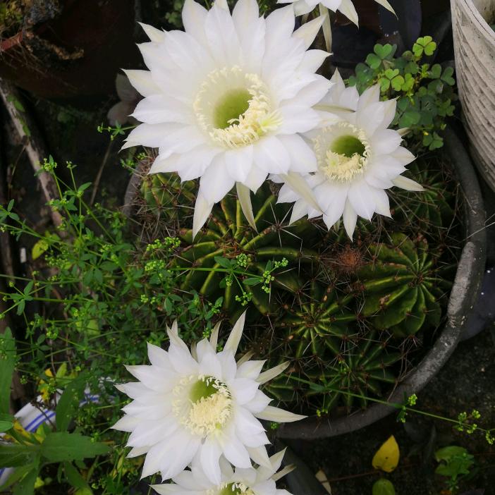 青青草