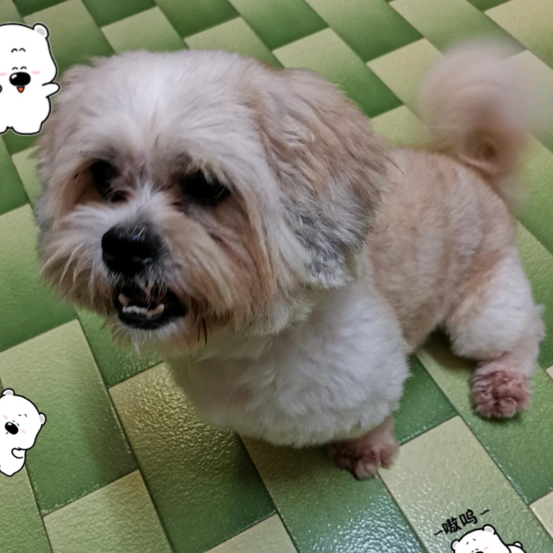 小坏蛋Money头像