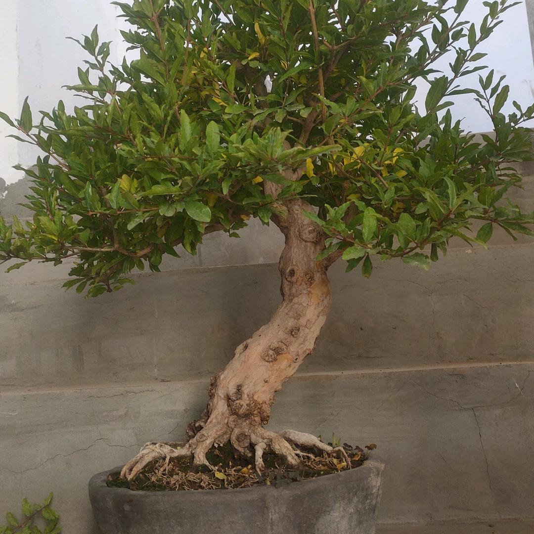 宜阳县叠翠轩盆景园艺店