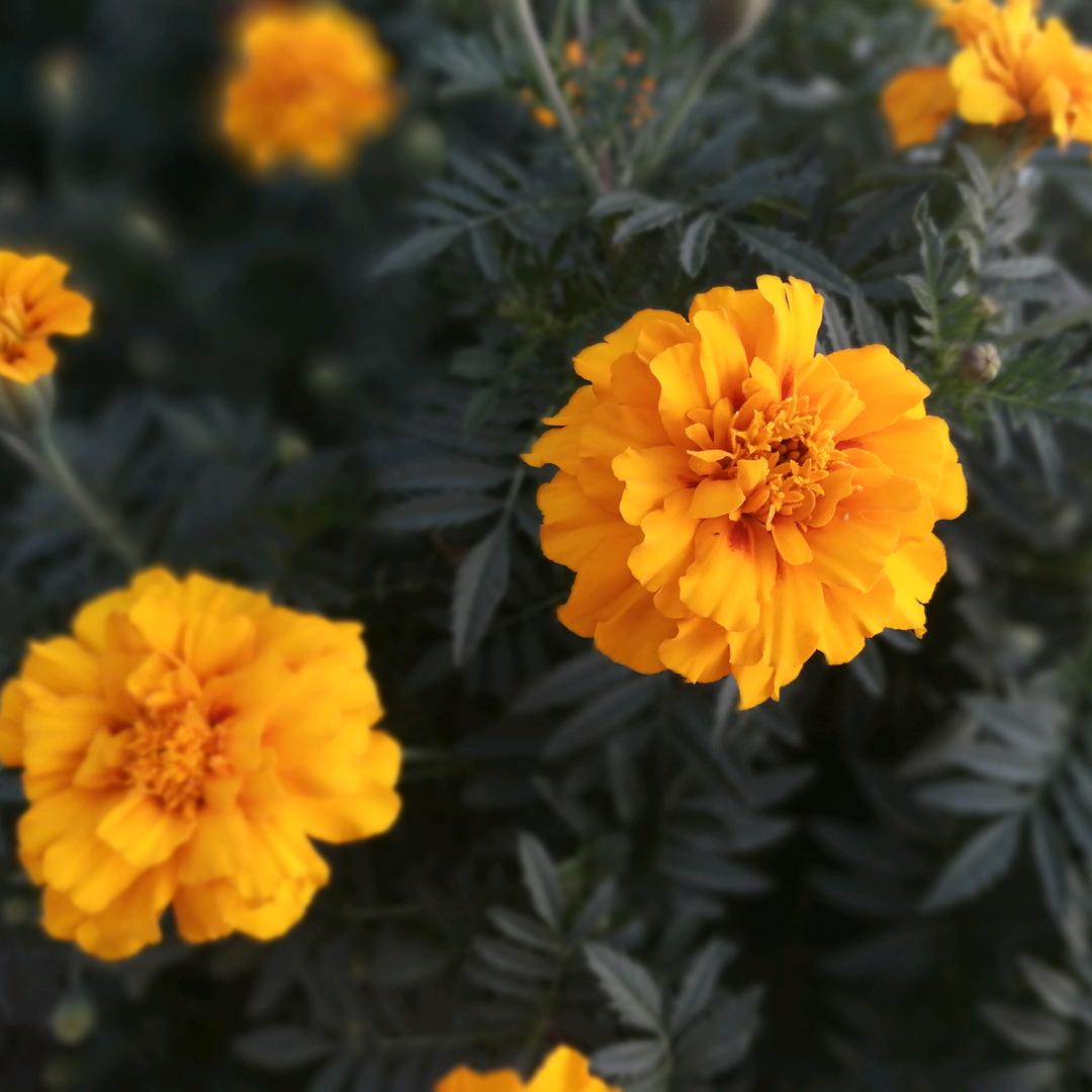 包合兵兵农机，机电