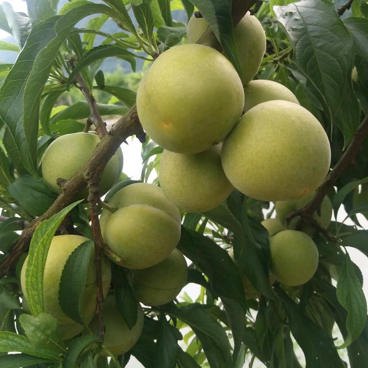 关塘蜂糖李