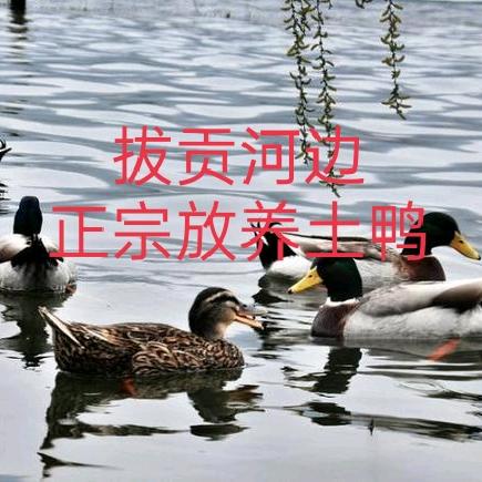 拔贡河边放养土鸭（南桥市场)