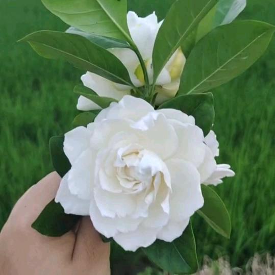 周伏香