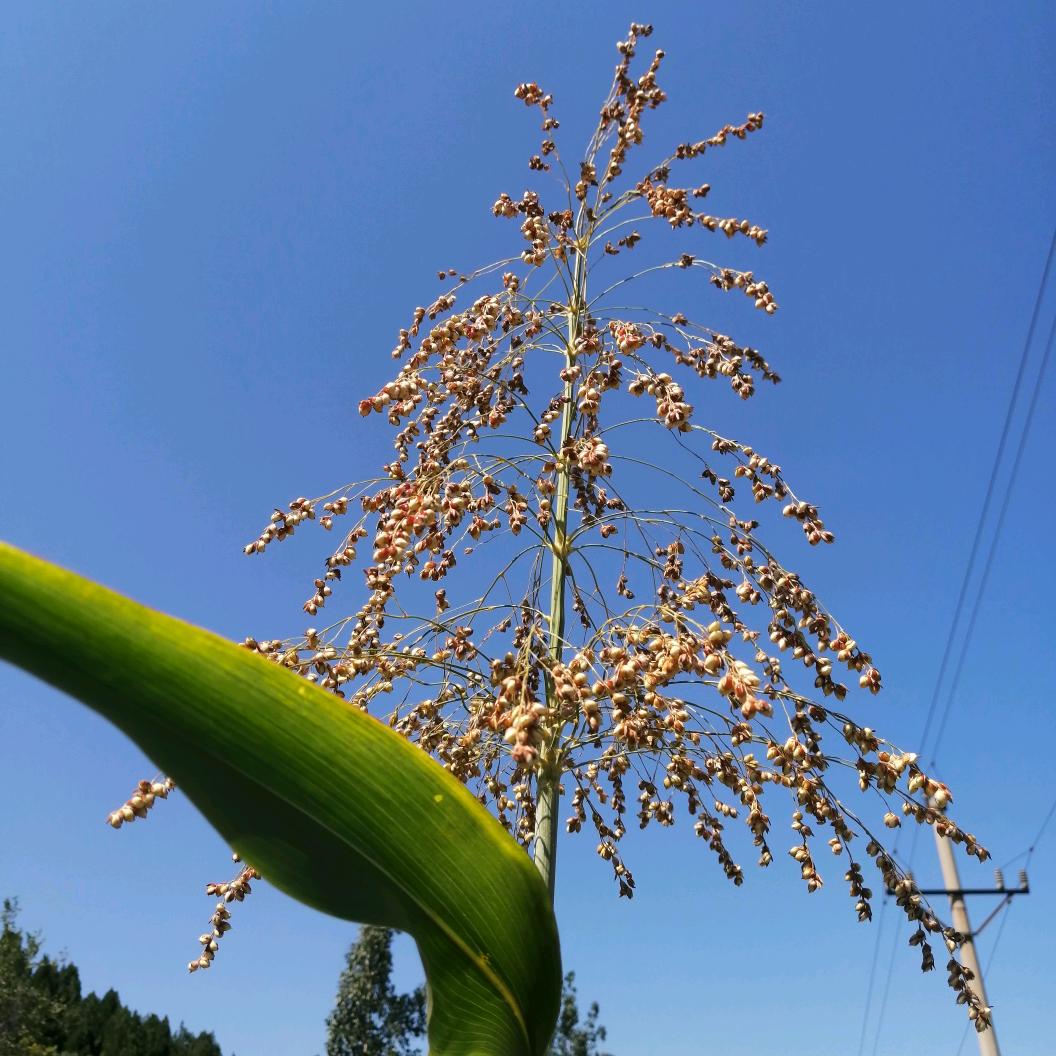 尧熙