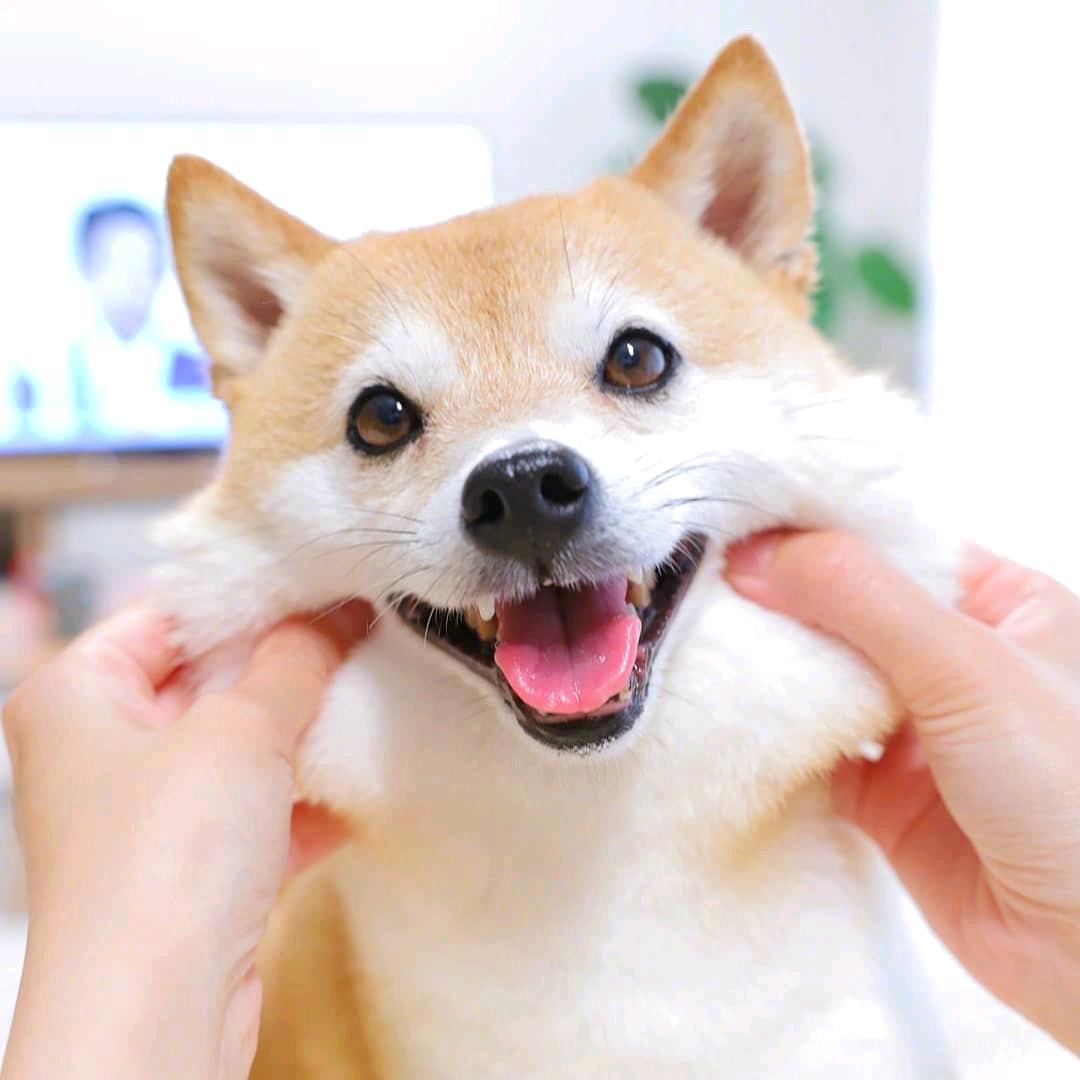 毛球蛮吉