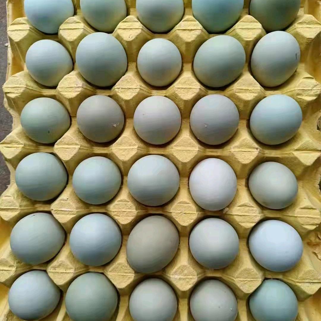 内丘散养绿壳蛋笨鸡蛋