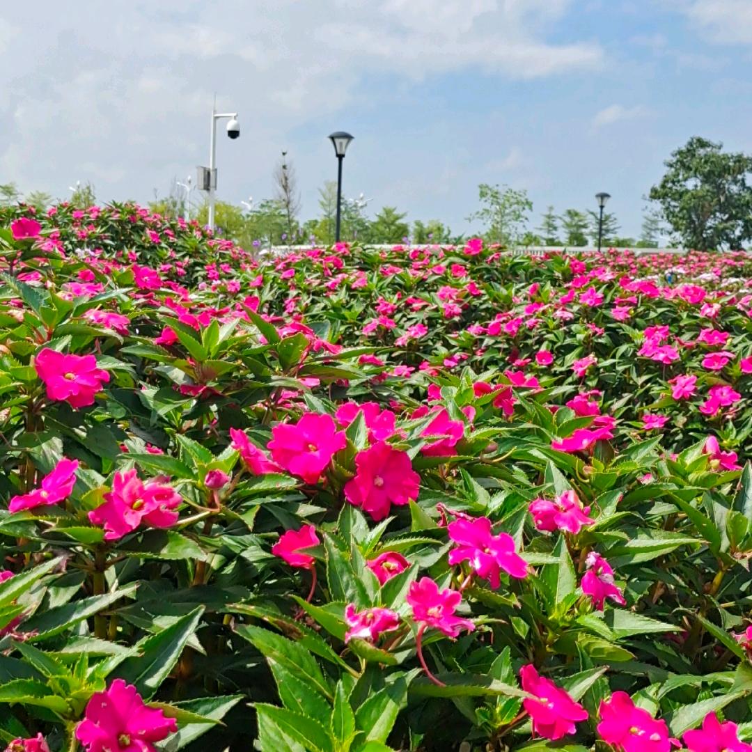 ᭄💞꯭富᭄💞꯭贵᭄࿐《花开》