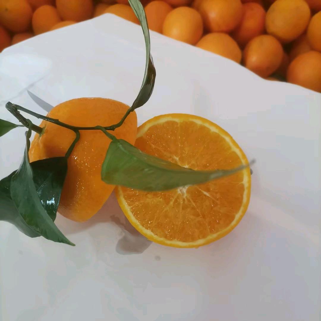 古龙岗小揭