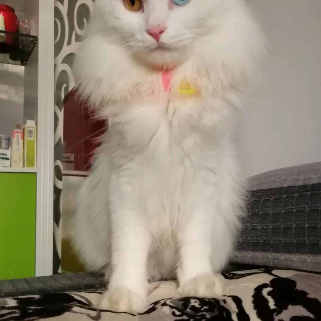 情有独钟