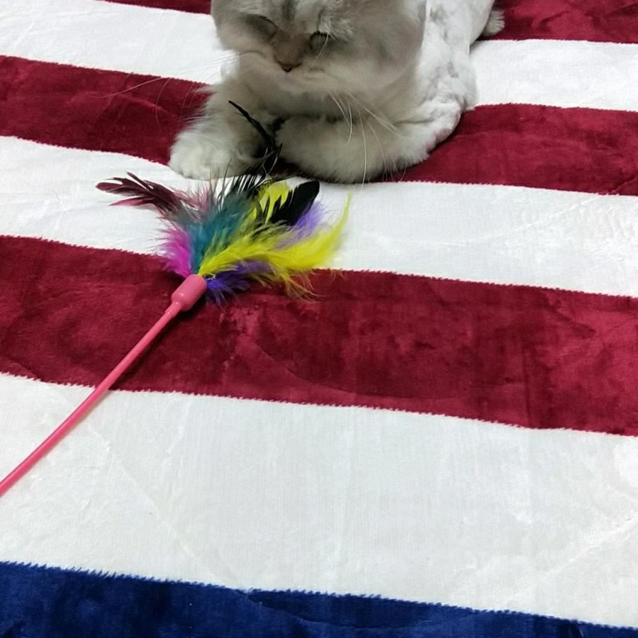 叶子