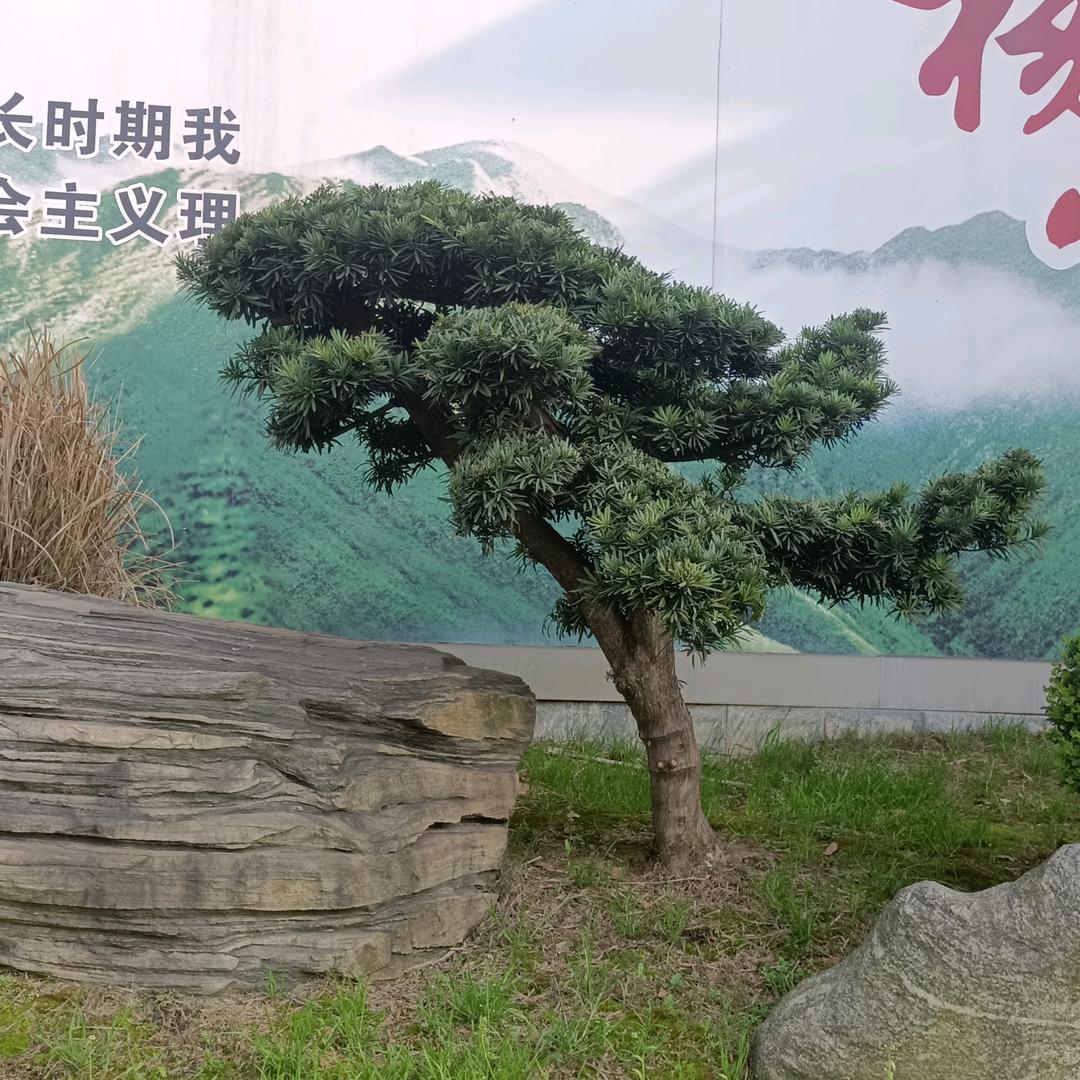 行者2081650093526