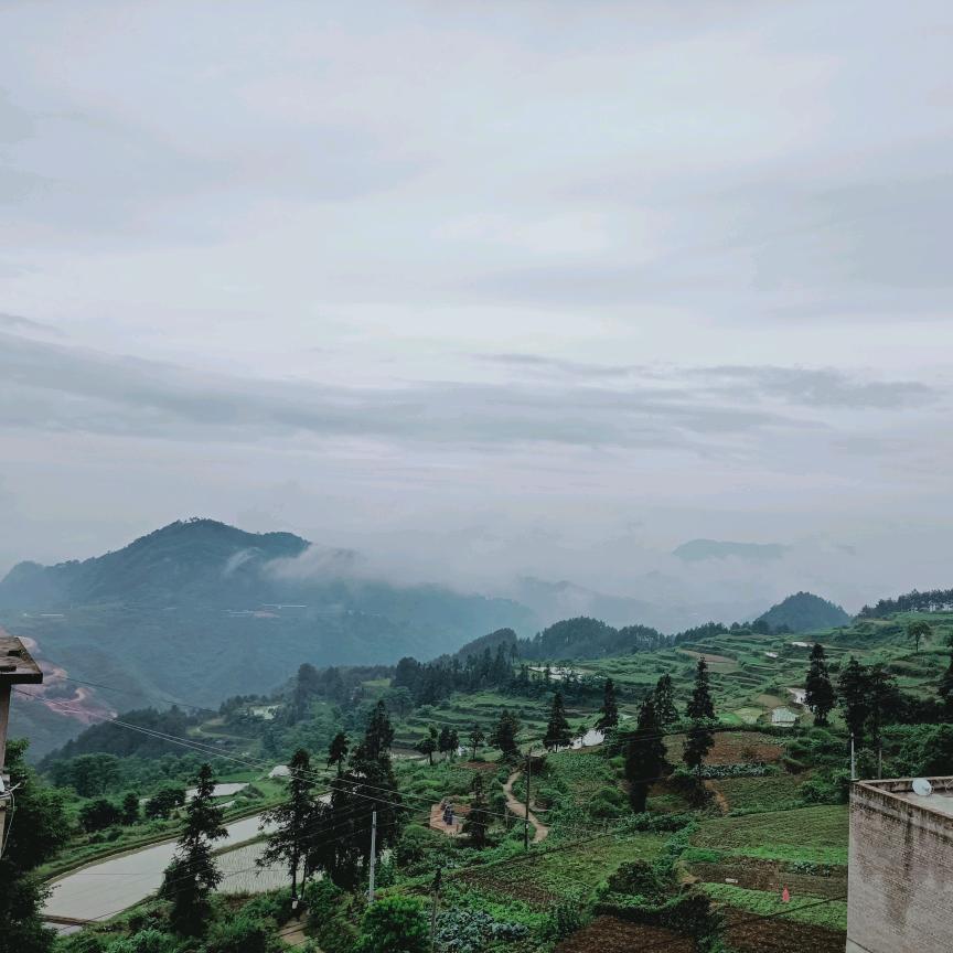 我不叫莲花白