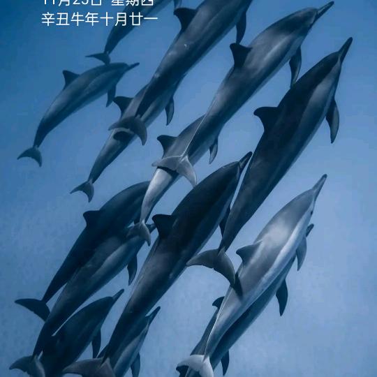 大鱼🐠