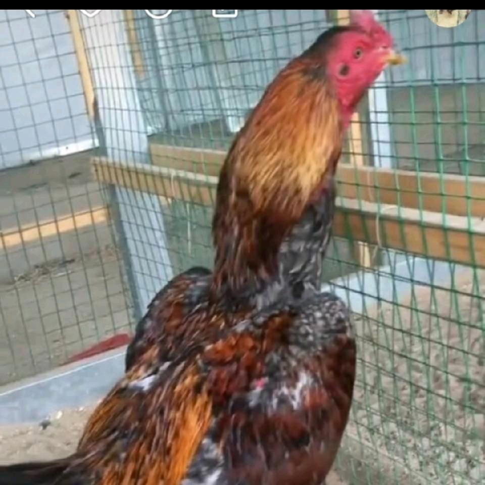 孙庙斗鸡养殖基地