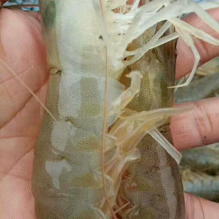 皓月千里