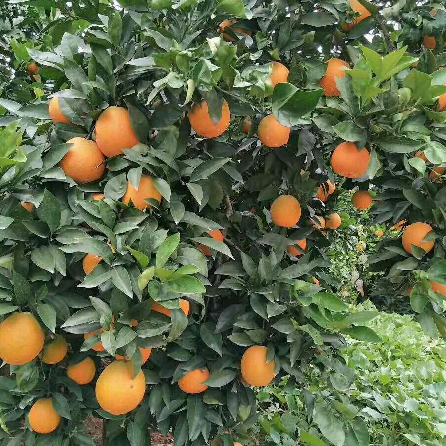 种植脐橙