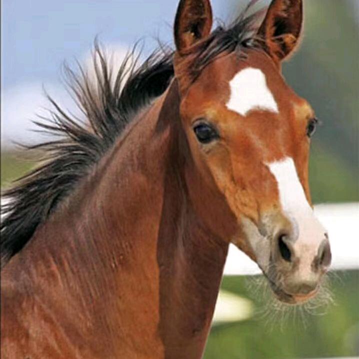 巴尔虎马之舞老吉