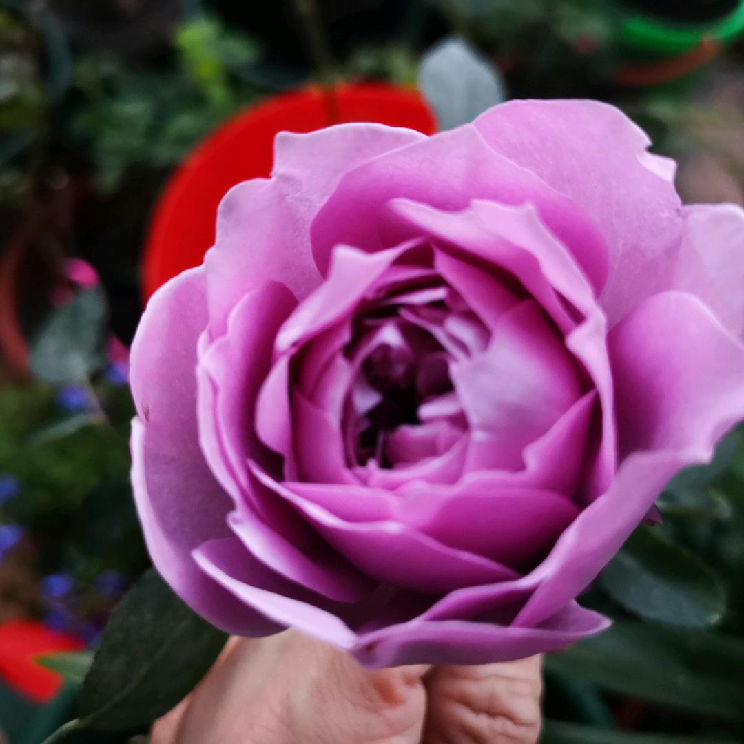 爱听故事的野人