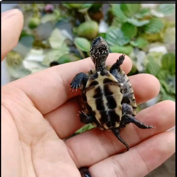 小虎爱养龟
