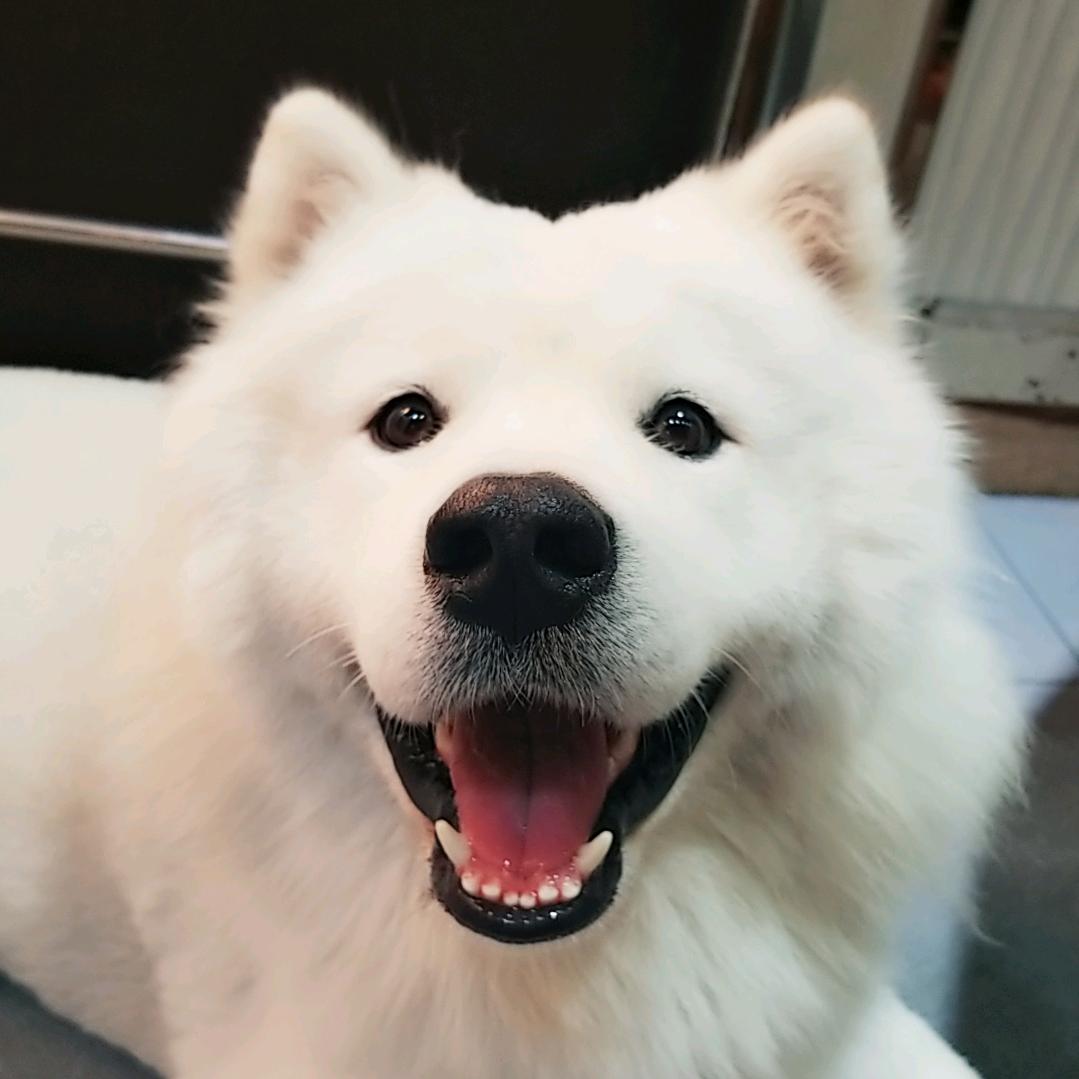 樂飛