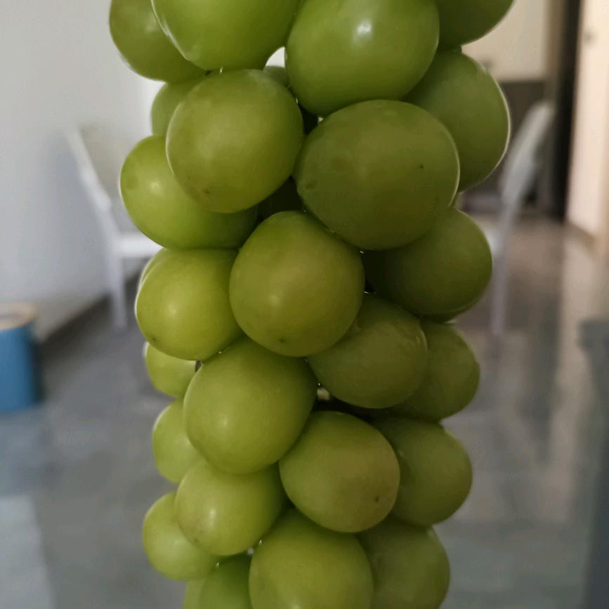 开心毛毛虫头像