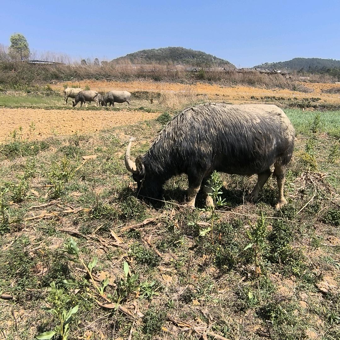 随意