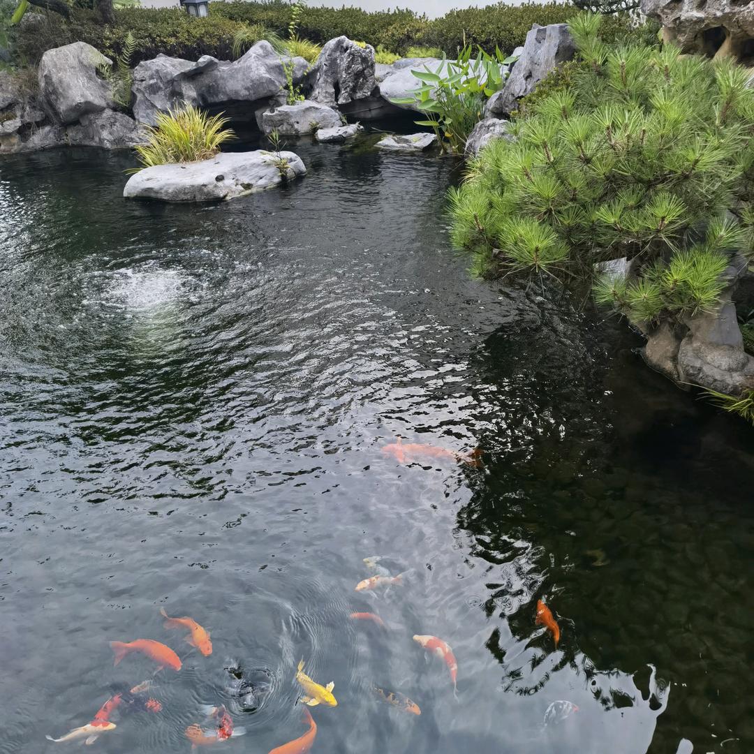 呆鱼