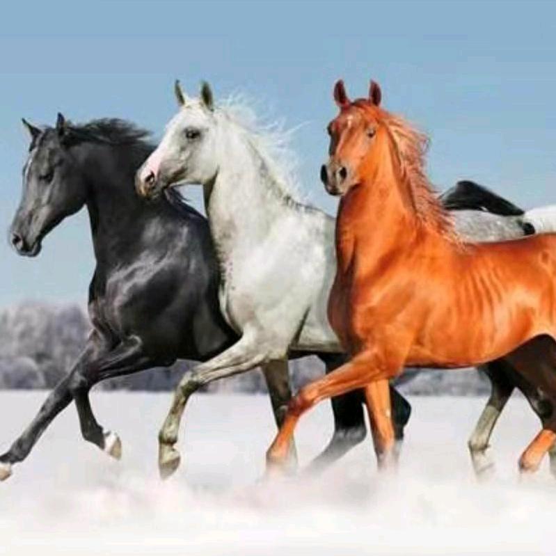 土豪古玩点收四方古懂，迎八方来宾🐎💰