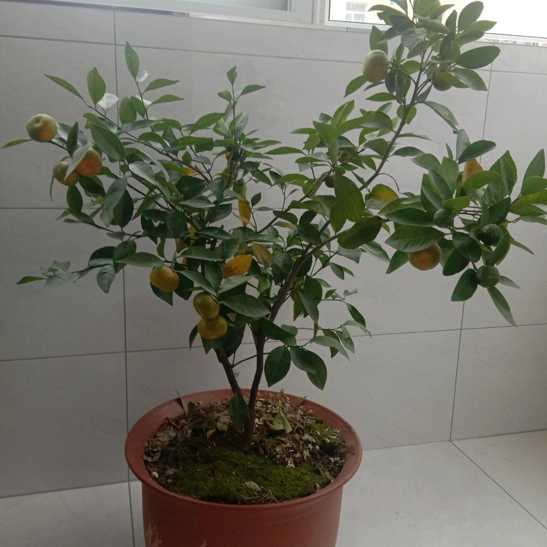 一帆风顺