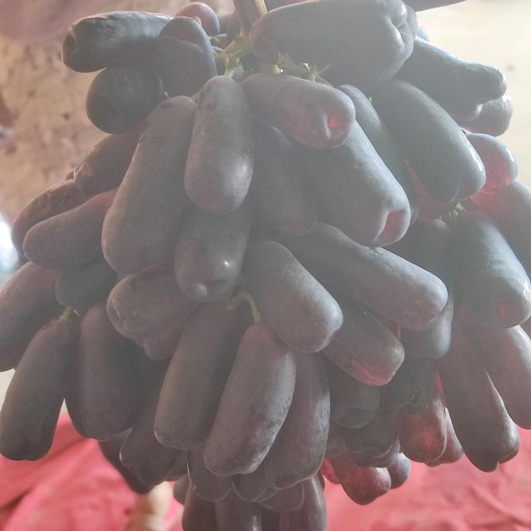 山西永济卿头镇水果代收朱哥