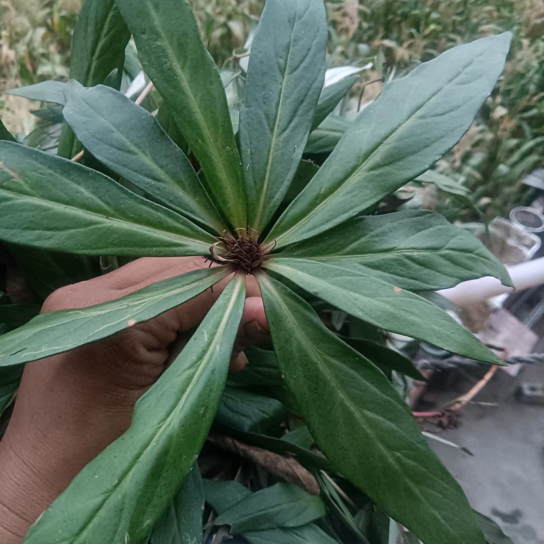 深蓝的血