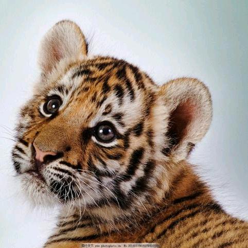 🐯虎哥