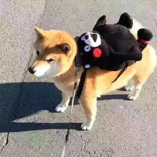 人生短短急个球