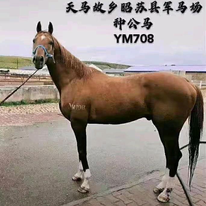 海口龙华鑫鑫马业信息咨询工作室