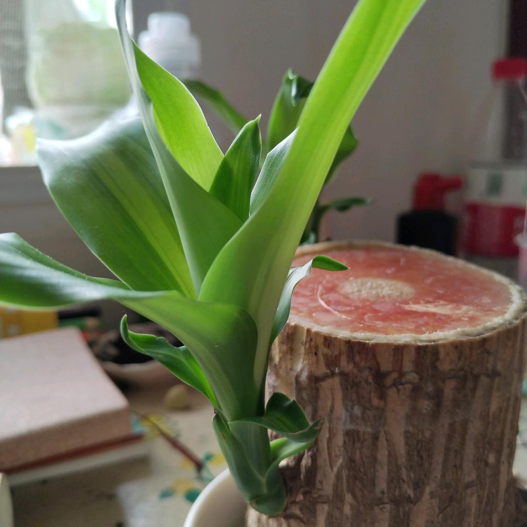 拼搏1