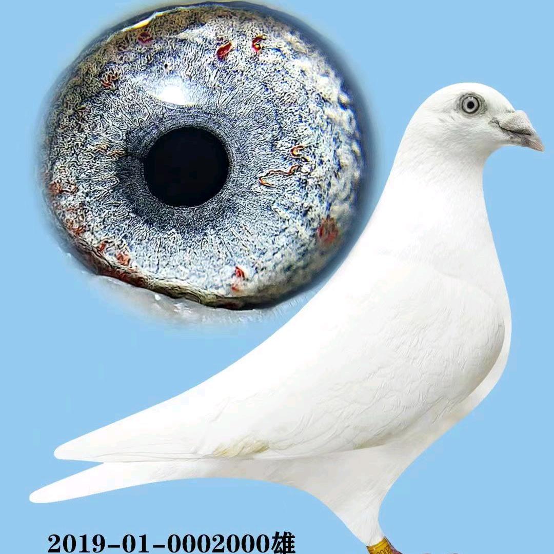 魏红国本人，常年销售鸽子。