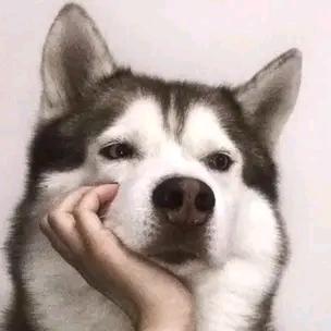 谢睿风头像