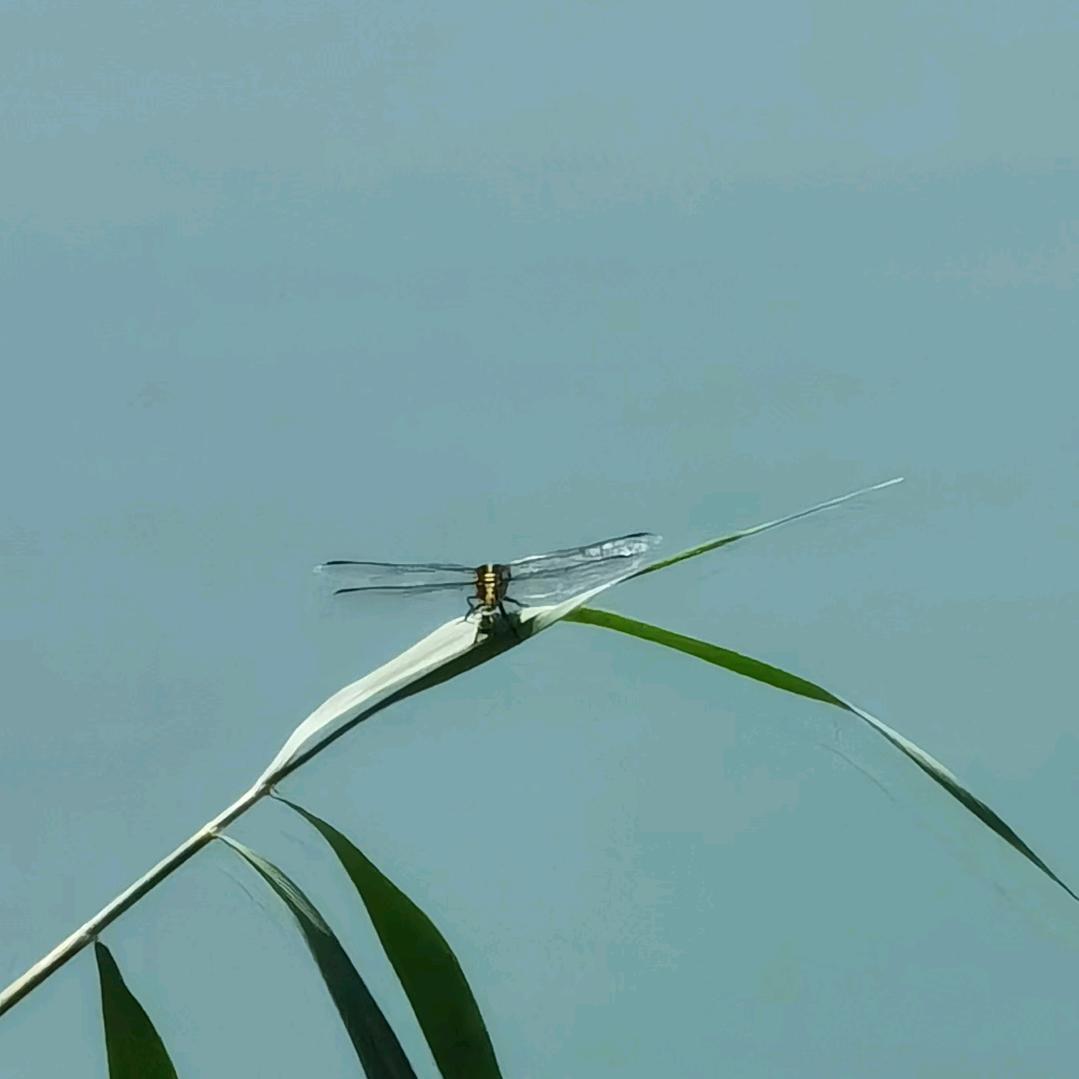 清晨🌞雨露