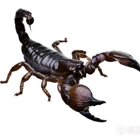 蝎子🦂🦂王❤️