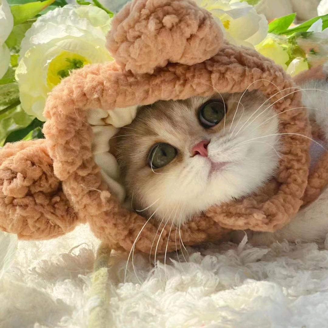 琪琪宠物
