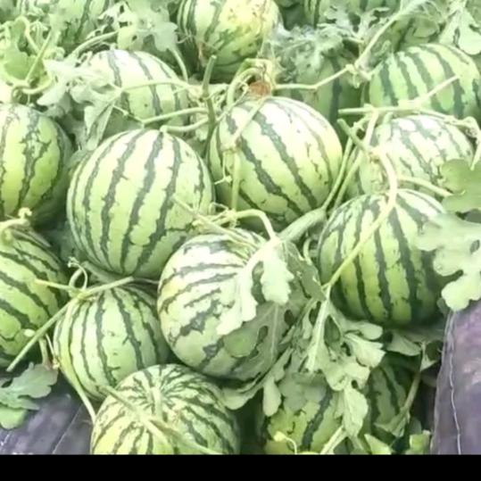 小浩子西瓜蔬菜种植户