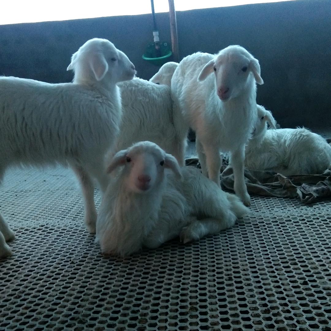 睿诚湖羊养殖