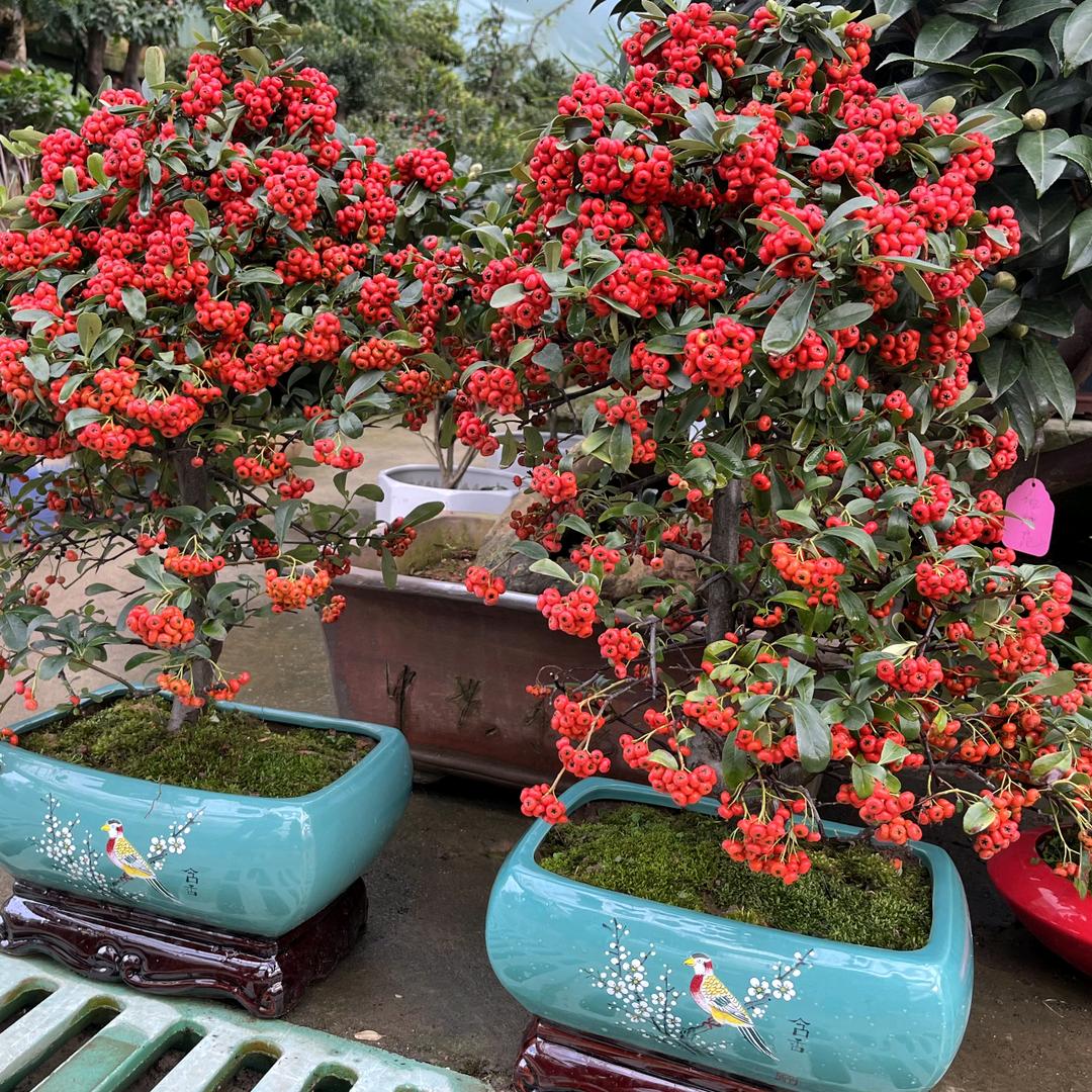 大周花卉